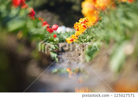 鬱金香田裡盛開的五彩繽紛的鬱金香花 125027571