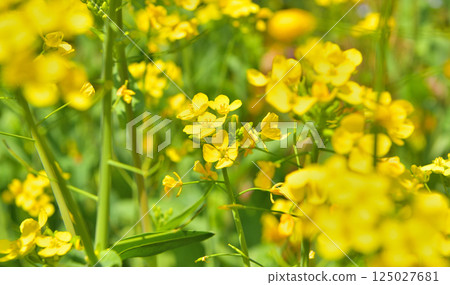 強姦開花 125027681