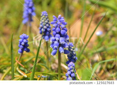 Blue Muscari Flower 125027683