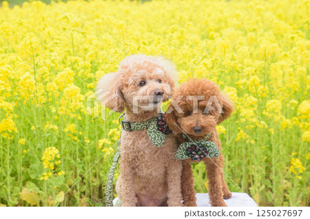 Rape flowers and dogs Rape flowers and dogs 125027697