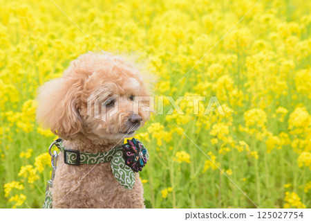 Rape flowers and dogs 125027754