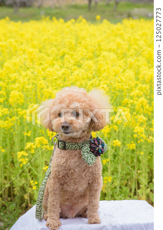 Rape flowers and dogs Rape flowers and dogs 125027773