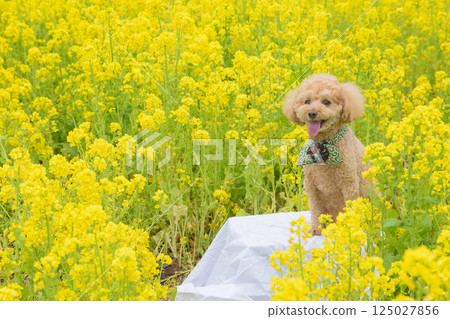 Dog and Rape Blossom 125027856