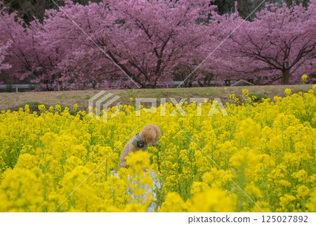 狗和強姦開花 125027892