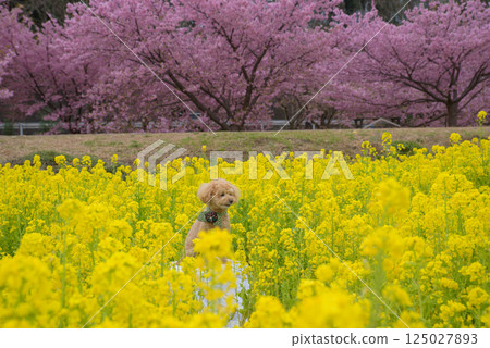 Dog and Rape Blossom 125027893