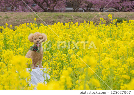 狗和強姦開花 125027907