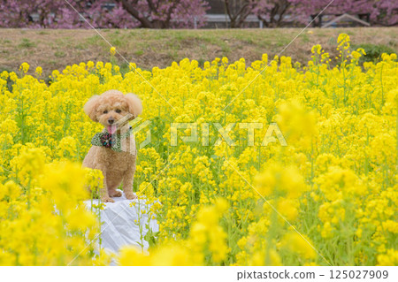 狗和強姦開花 125027909