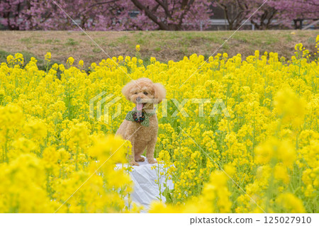 狗和強姦開花 125027910