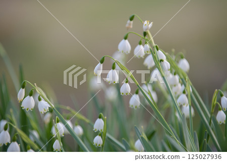 雪花 鈴蘭 水仙花 125027936