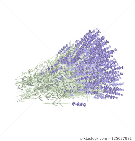 Armful of lavender flowers. Big bunch of fresh lavandula. Vector isolated illustration. Design element for Provence style 125027981
