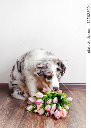 Aussie puppy in blue marble color looks at or sniffs bouquet of pink tulips vertical 125028004