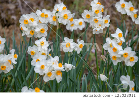 Rows of blooming daffodils 125028011