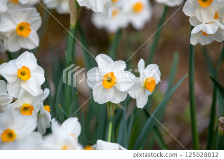 Rows of blooming daffodils 125028012