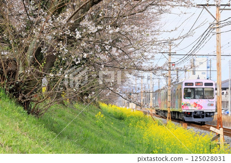 Chichibu Railway "A floral train running along a bank of blooming cherry blossoms and rape blossoms" 125028031
