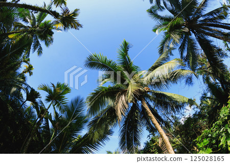 Coconut trees under blue sky Coconut trees under blue sky 125028165