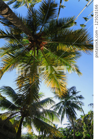 Coconut trees under blue sky 125028166