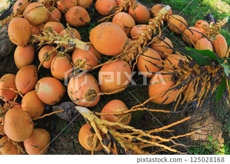 Harvest yellow coconut fruits in hainan, China 125028168