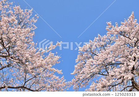 Blue sky and cherry blossoms in full bloom Blue sky and cherry blossoms in full bloom 125028313