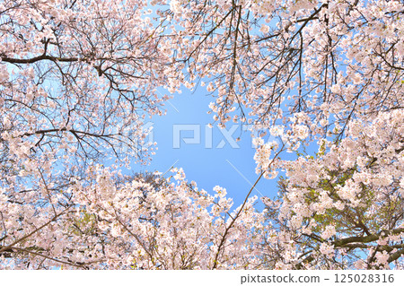 Blue sky and cherry blossoms in full bloom 125028316
