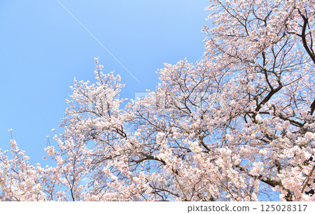 Blue sky and cherry blossoms in full bloom Blue sky and cherry blossoms in full bloom 125028317