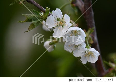 Cherry blossom Cherry blossom 125028361