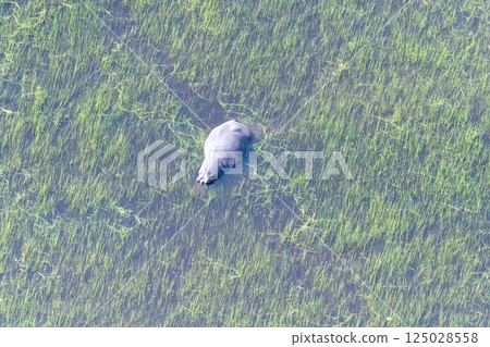 Aerial shot of an hippopotamus submerged in the Okavango Delta Aerial shot of an hippopotamus submerged in the Okavango Delta 125028558