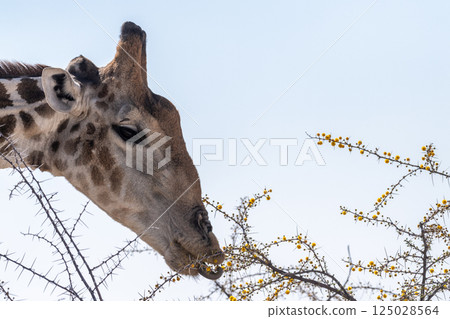 Close-up of an african Giraffe 125028564
