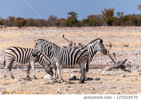 Zebras in Etosha 125028570