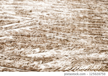Brown and white bird feathers creating a soft textured background 125028750