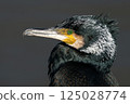 Wildlife, birds. The Great Cormorant (Phalacrocorax carbo) duck is resting perched on the rock. 125028774