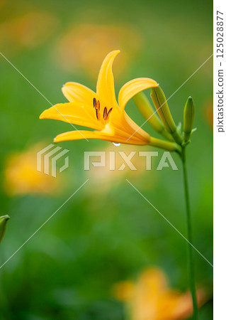 Daylily colony on Kirigamine Plateau 4 125028877