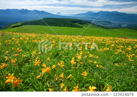 Day lily colonies on the Kirigamine Plateau and Mount Fuji 125028878