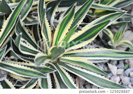 McKelveys century plant or Agave mckelveyana , Agave or Agavoideae or Asparagaceae or succulent 125028887