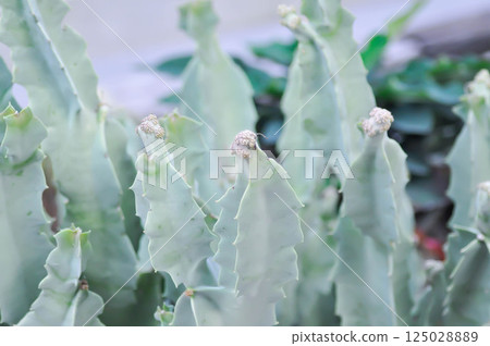 Caralluma speciosa or Caralluma or Caralluma fimbriata with flower 125028889