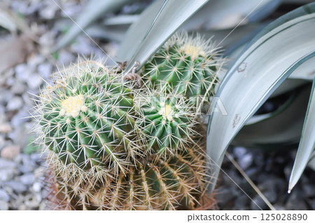 Golden barrel cactus or cactus plant or succulent Golden barrel cactus or cactus plant or succulent 125028890