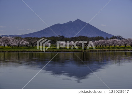 Mount Tsukuba and cherry blossom trees reflected in the Hahakojima floodplain in Chikusei, Ibaraki Prefecture 125028947