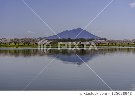 Mount Tsukuba and cherry blossom trees reflected in the Hahakojima floodplain in Chikusei, Ibaraki Prefecture Mount Tsukuba and cherry blossom trees reflected in the Hahakojima floodplain in Chikusei, Ibaraki Prefecture 125028948