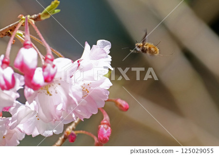 櫻花與天鵝絨飛舞 125029055
