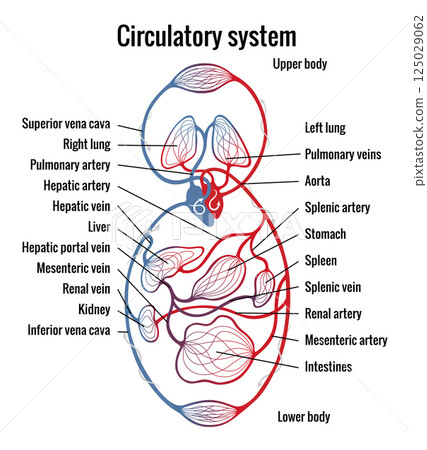 Human bloodstream or circulatory system with captions. Pulmonary circulation in lungs and heart to other internal organ. Blood vessels scheme. Medical infographic, vector diagram 125029062