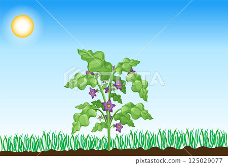Photosynthesis process. Tree produce oxygen using rain and sun. Process of photosynthesis in plant. Colorful image for education in flat style 125029077
