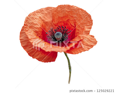 Closeup of a vibrant orange poppy amidst golden wheat stalks.  A delicate balance of natures beauty, perfect for illustrating themes of growth, harvest, or tranquility. 125029221