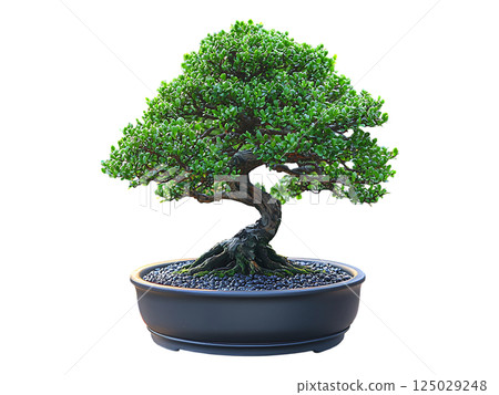 Serene bonsai tree in a dark gray pot, bathed in warm sunset light.  Represents peace, patience, and the beauty of nature. Ideal for concepts of mindfulness, zen, and tranquility. 125029248