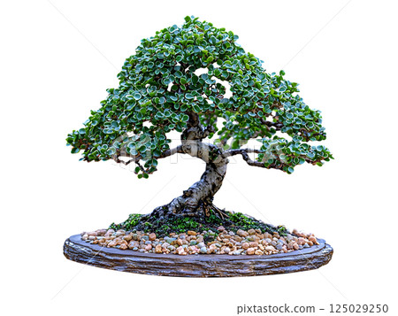 Serene bonsai tree, meticulously cultivated, displays vibrant green foliage and intricate branching.  A symbol of patience and resilience, perfect for themes of nature, mindfulness, and zen. 125029250