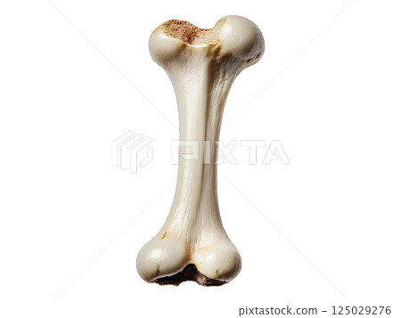 Close-up of a single, realistic bone against a clean white background. Perfect for medical, veterinary, or anatomical illustrations, educational materials, or even Halloween themes. Close-up of a single, realistic bone against a clean white background. Perfect for medical, veterinary, or anatomical illustrations, educational materials, or even Halloween themes. 125029276