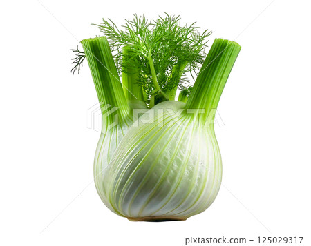Vibrant fennel bulb with lush green fronds, isolated on a pure white background.  Perfect for culinary, health, or lifestyle projects needing a fresh, clean aesthetic. 125029317