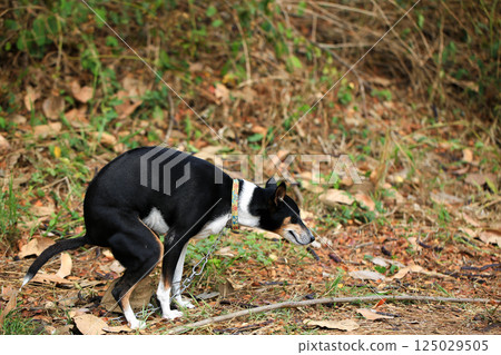 Native dog is walking on countryside road in Thailand.The dog is pooping. Native dog is walking on countryside road in Thailand.The dog is pooping. 125029505