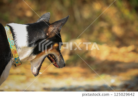 Native dog is walking on countryside road in Thailand. Native dog is walking on countryside road in Thailand. 125029642