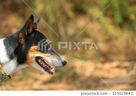 Native dog is walking on countryside road in Thailand. 125029643