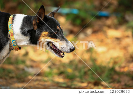 Native dog is walking on countryside road in Thailand. Native dog is walking on countryside road in Thailand. 125029653
