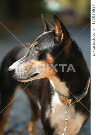 Native dog is walking on countryside road in Thailand. 125029657